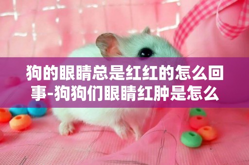 狗的眼睛總是紅紅的怎么回事-狗狗們眼睛紅腫是怎么回事