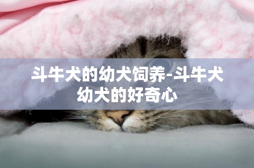 斗牛犬的幼犬飼養-斗牛犬幼犬的好奇心