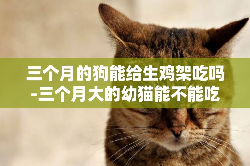 三個月的狗能給生雞架吃嗎-三個月大的幼貓能不能吃雞肝