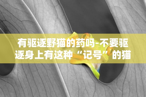 有驅逐野貓的藥嗎-不要驅逐身上有這種“記號”的貓