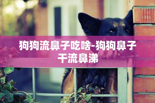狗狗流鼻子吃啥-狗狗鼻子干流鼻涕