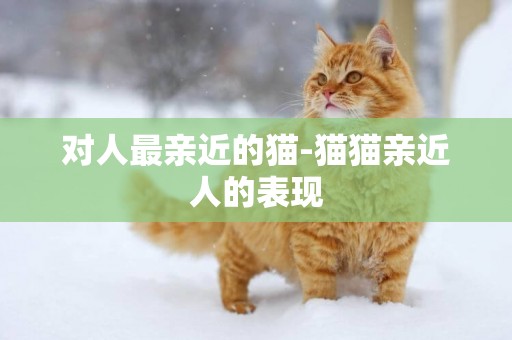 對人最親近的貓-貓貓親近人的表現
