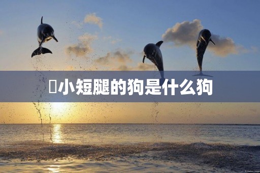 ?小短腿的狗是什么狗