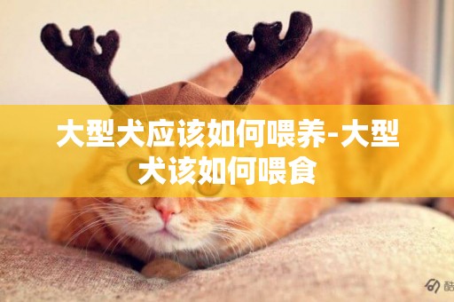 大型犬應該如何喂養-大型犬該如何喂食