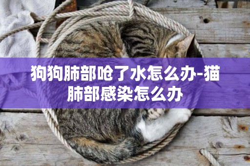 狗狗肺部嗆了水怎么辦-貓肺部感染怎么辦