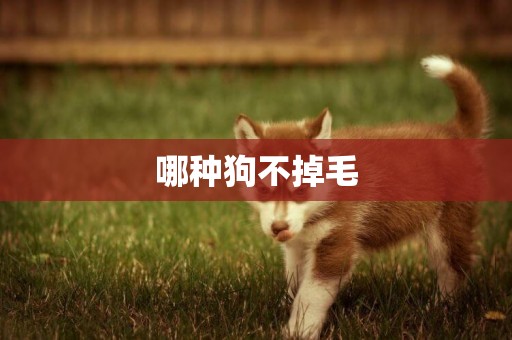哪種狗不掉毛