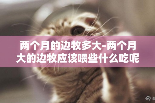 兩個月的邊牧多大-兩個月大的邊牧應該喂些什么吃呢