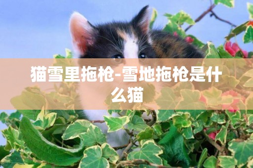 貓雪里拖槍-雪地拖槍是什么貓