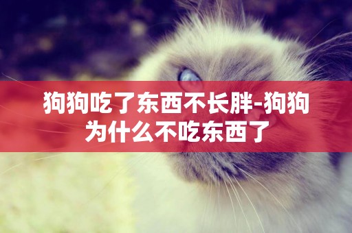 狗狗吃了東西不長胖-狗狗為什么不吃東西了
