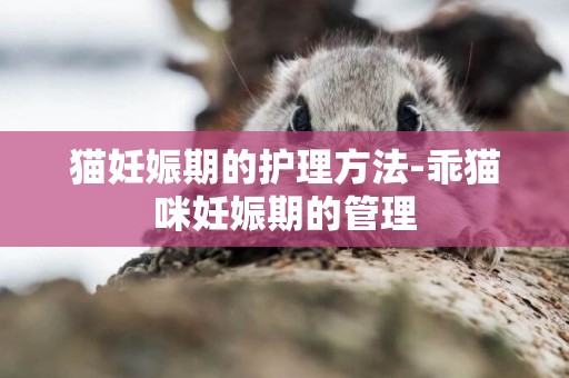 貓妊娠期的護理方法-乖貓咪妊娠期的管理