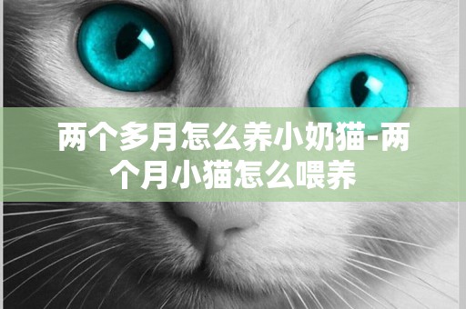 兩個多月怎么養小奶貓-兩個月小貓怎么喂養