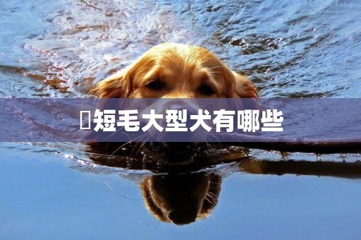 ?短毛大型犬有哪些