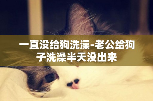 一直沒給狗洗澡-老公給狗子洗澡半天沒出來