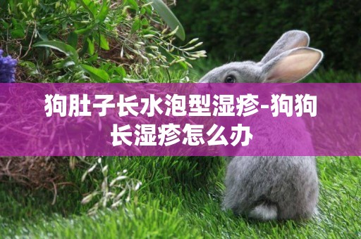 狗肚子長水泡型濕疹-狗狗長濕疹怎么辦