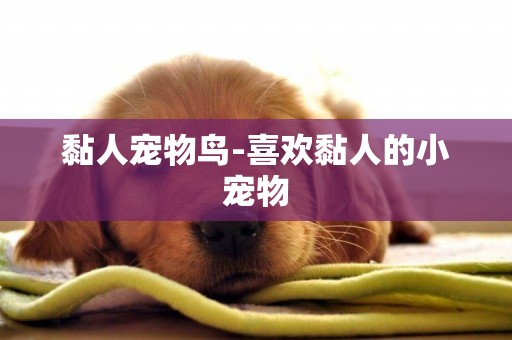 黏人寵物鳥-喜歡黏人的小寵物