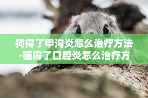 狗得了甲溝炎怎么治療方法-貓得了口腔炎怎么治療方法