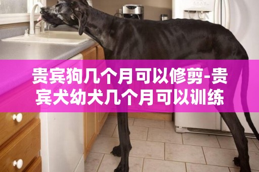 貴賓狗幾個月可以修剪-貴賓犬幼犬幾個月可以訓練