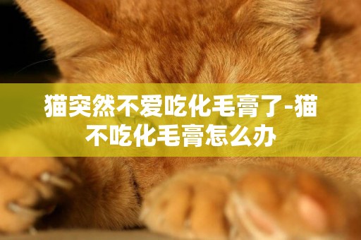 貓突然不愛吃化毛膏了-貓不吃化毛膏怎么辦