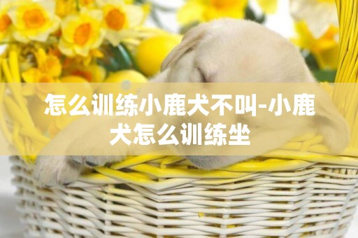怎么訓練小鹿犬不叫-小鹿犬怎么訓練坐