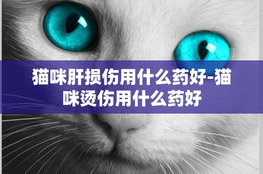 貓咪肝損傷用什么藥好-貓咪燙傷用什么藥好