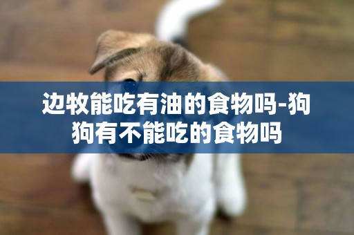邊牧能吃有油的食物嗎-狗狗有不能吃的食物嗎