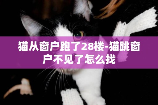 貓從窗戶跑了28樓-貓跳窗戶不見了怎么找