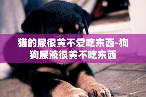 貓的尿很黃不愛吃東西-狗狗尿液很黃不吃東西