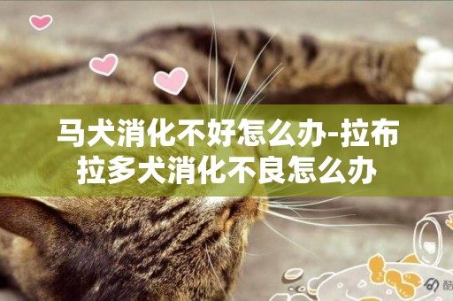 馬犬消化不好怎么辦-拉布拉多犬消化不良怎么辦