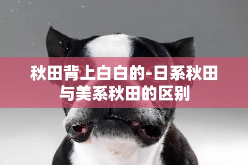 秋田背上白白的-日系秋田與美系秋田的區別
