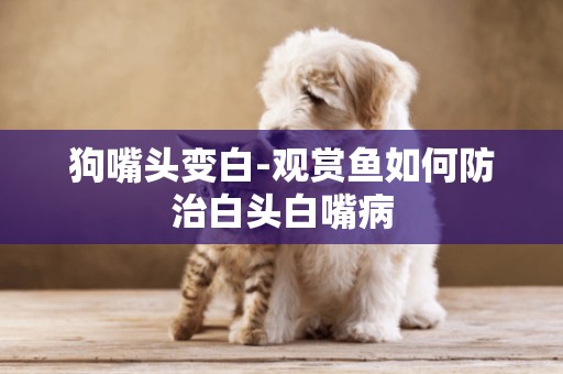 狗嘴頭變白-觀賞魚如何防治白頭白嘴病