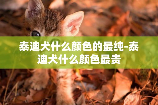 泰迪犬什么顏色的最純-泰迪犬什么顏色最貴