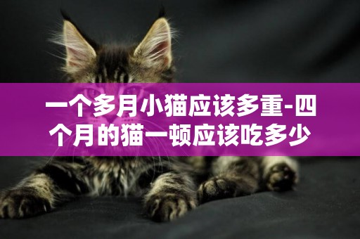 一個多月小貓應該多重-四個月的貓一頓應該吃多少