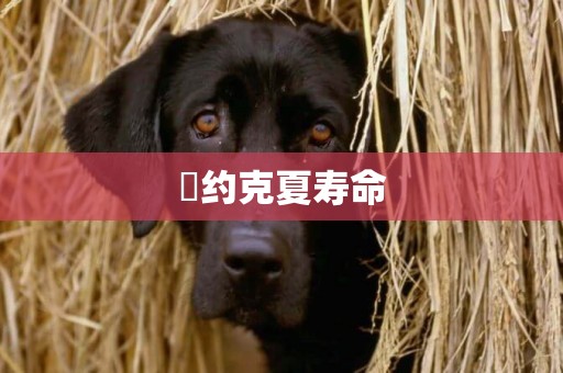 ?約克夏壽命