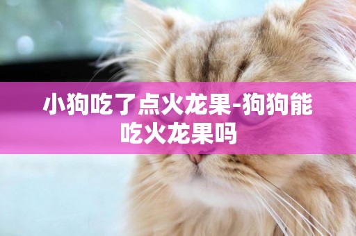 小狗吃了點火龍果-狗狗能吃火龍果嗎
