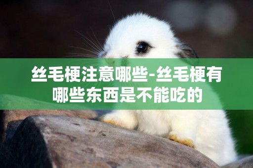 絲毛梗注意哪些-絲毛梗有哪些東西是不能吃的