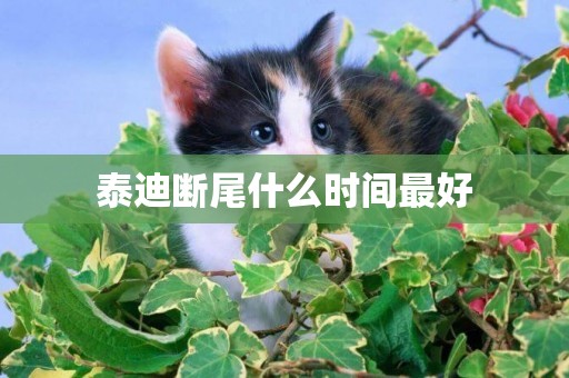 泰迪斷尾什么時間最好