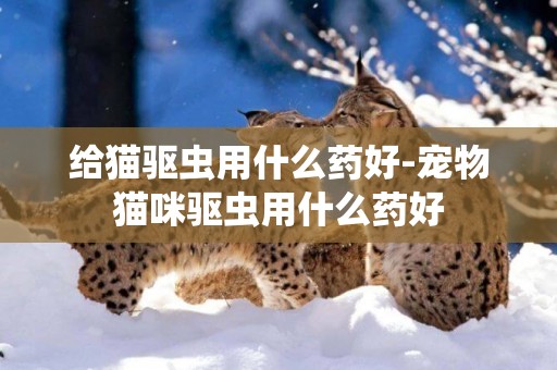 給貓驅蟲用什么藥好-寵物貓咪驅蟲用什么藥好