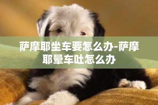 薩摩耶坐車要怎么辦-薩摩耶暈車吐怎么辦
