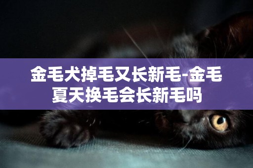 金毛犬掉毛又長新毛-金毛夏天換毛會長新毛嗎