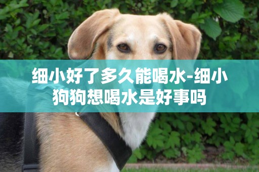 細小好了多久能喝水-細小狗狗想喝水是好事嗎