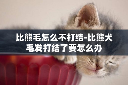 比熊毛怎么不打結-比熊犬毛發打結了要怎么辦