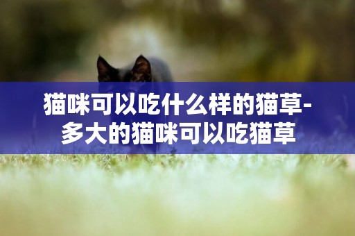 貓咪可以吃什么樣的貓草-多大的貓咪可以吃貓草