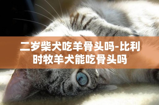 二歲柴犬吃羊骨頭嗎-比利時牧羊犬能吃骨頭嗎