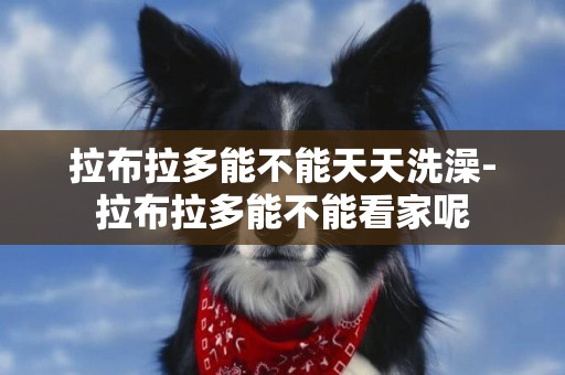 拉布拉多能不能天天洗澡-拉布拉多能不能看家呢