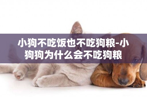小狗不吃飯也不吃狗糧-小狗狗為什么會不吃狗糧