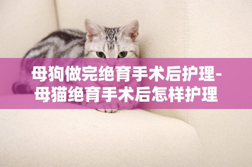 母狗做完絕育手術后護理-母貓絕育手術后怎樣護理