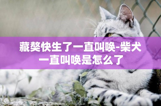 藏獒快生了一直叫喚-柴犬一直叫喚是怎么了