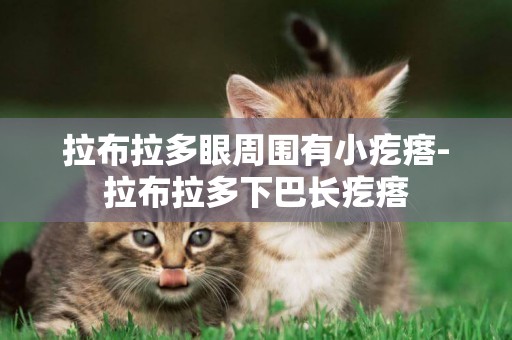 拉布拉多眼周圍有小疙瘩-拉布拉多下巴長疙瘩