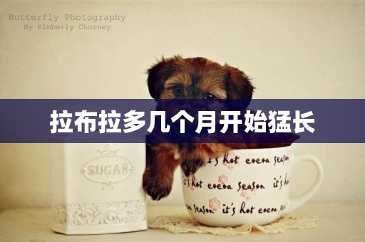 拉布拉多幾個月開始猛長