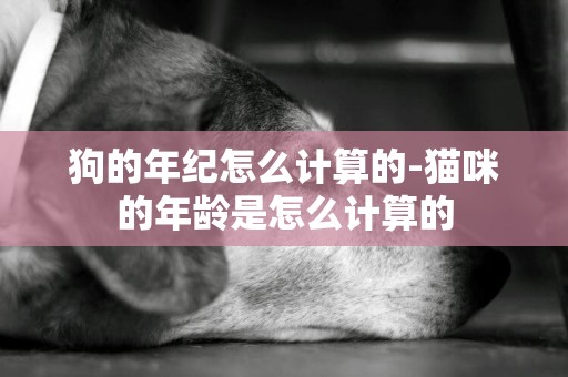 狗的年紀怎么計算的-貓咪的年齡是怎么計算的
